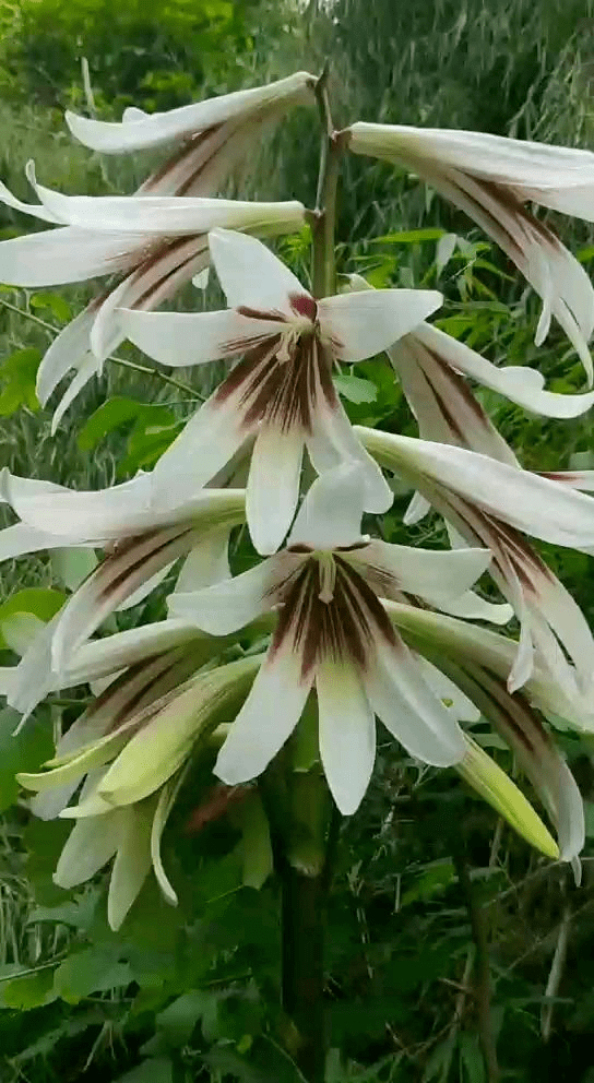 6种你可能没见过的百合,长在野外深山里,很难见到!_花