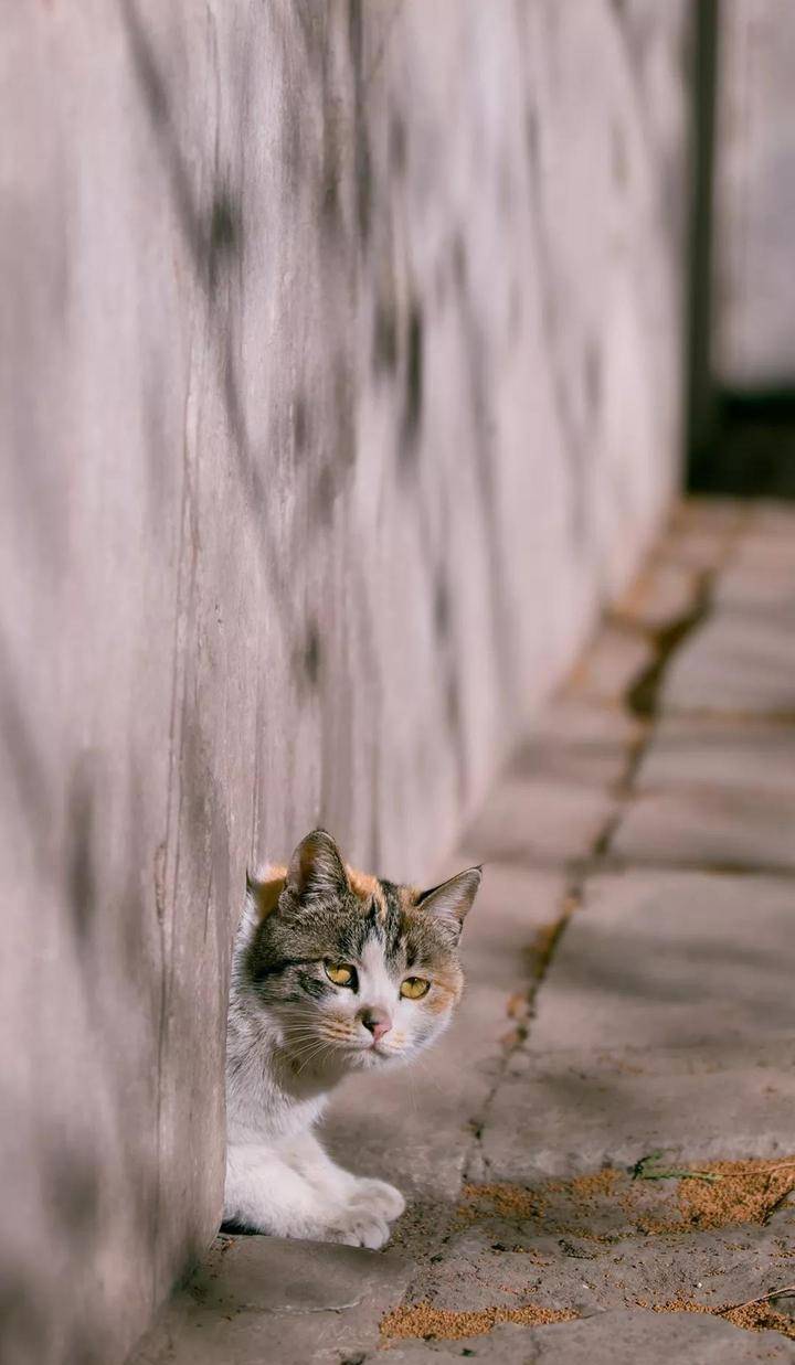 拍猫达人教你在故宫看毛茸茸的真"御猫"