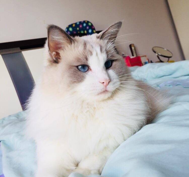 大概所有男生都想找个布偶猫型女朋友吧