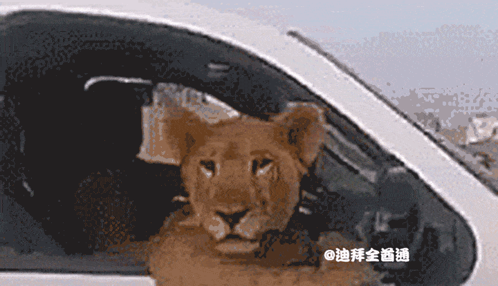 1,你会驾驶兰博基尼/法拉利/保时捷吗?