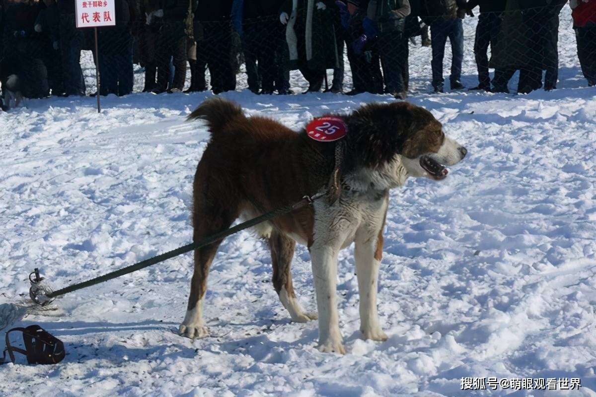 新疆什么狗会比较狠凶?毫无疑问,非"斗狗"哈萨克牧羊犬莫属