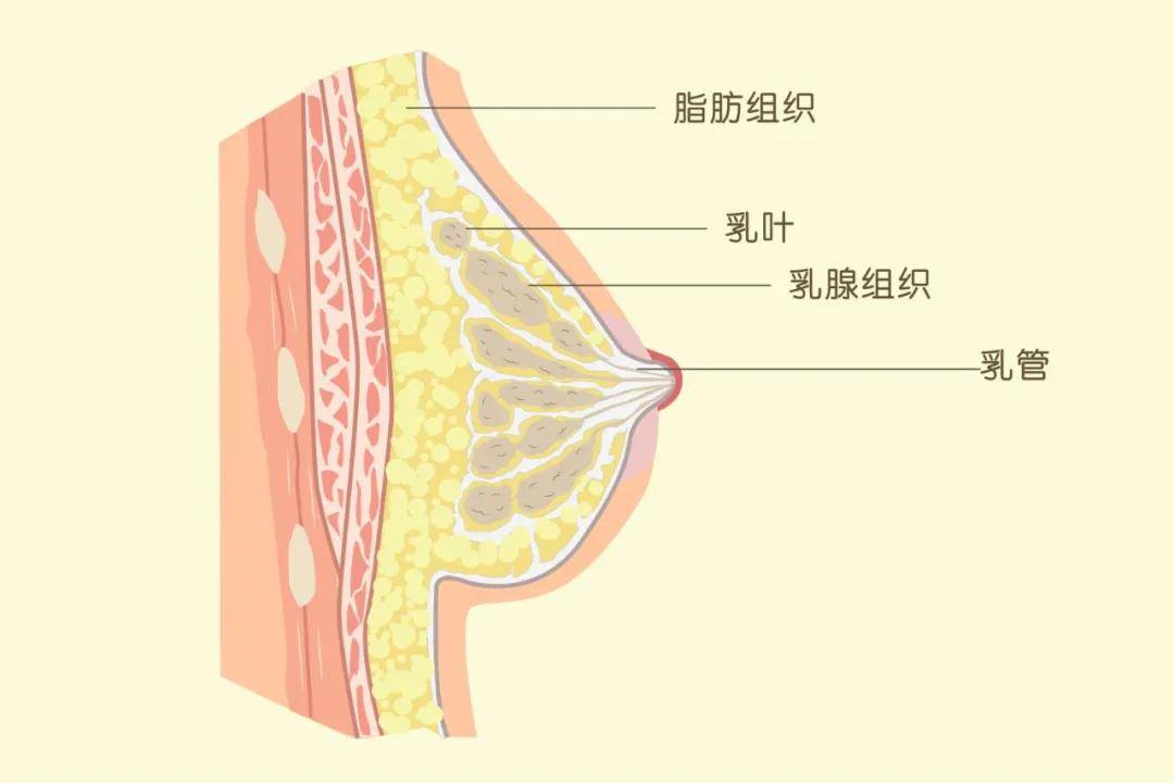 胸大容易得乳腺癌?听谁说的?_乳房