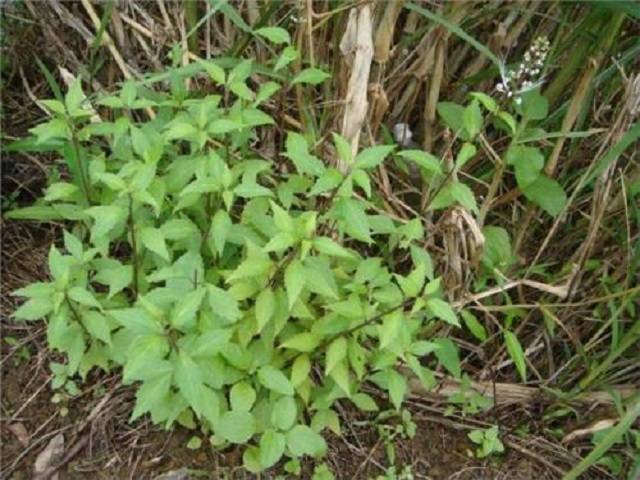 野外1顽草,扎根石缝亦能生长,常人当它杂草,少数人才知是草药