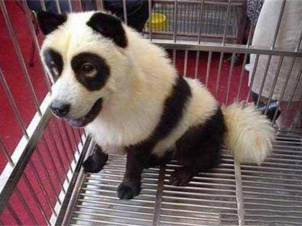原创租不到大熊猫怎么办?看看世界各国的"假熊猫",泰国的最搞笑