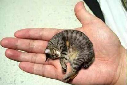 世界上最小的猫咪皮堡斯