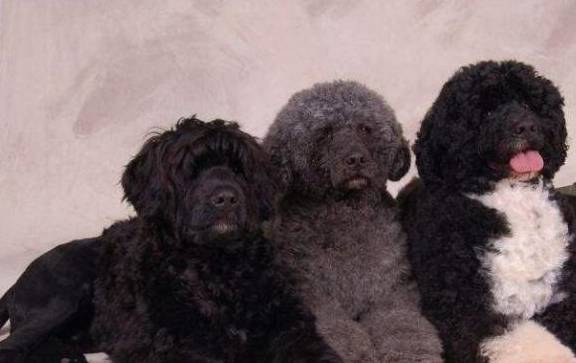 解读"葡萄牙水犬",有着优秀的水性,曾是渔民必备的狗狗