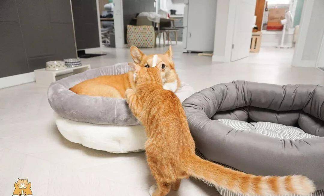 拥有一只柯基和一只橘猫的人生,实在是太太太太太幸福
