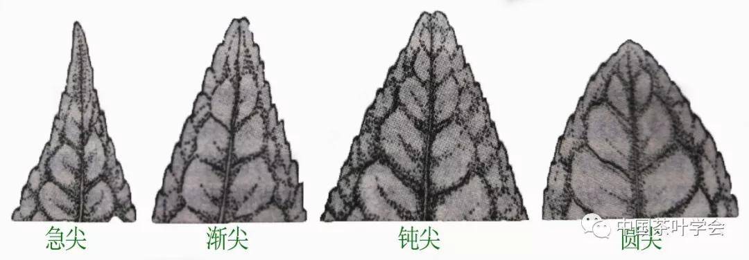 经常喝茶你对茶树了解么