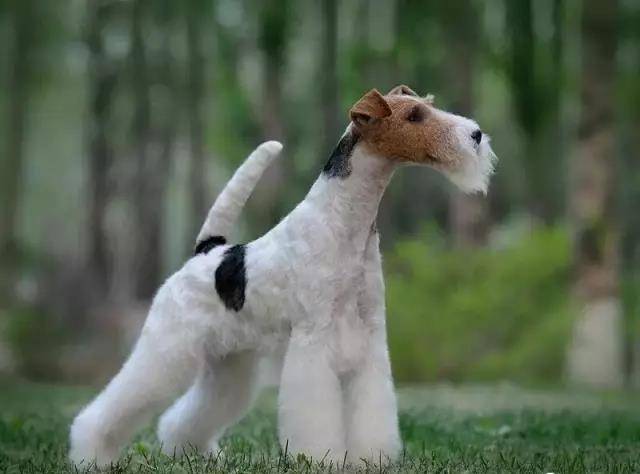 最凶猛的五种小型犬排名,博美落榜,第一名单杀巨兽