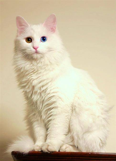 每日一猫:临清狮子猫,继中国狸花猫后的又一中国名猫