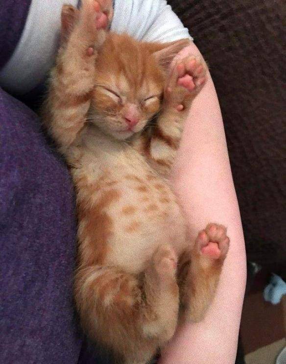 猫肉垫圆润软萌让人上瘾国外铲屎官晒起主子萌爪