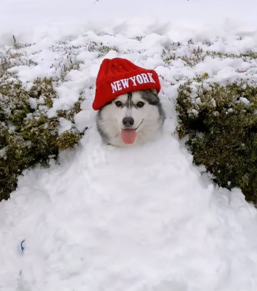 这才是带哈士奇玩雪的正确方式萌爆了