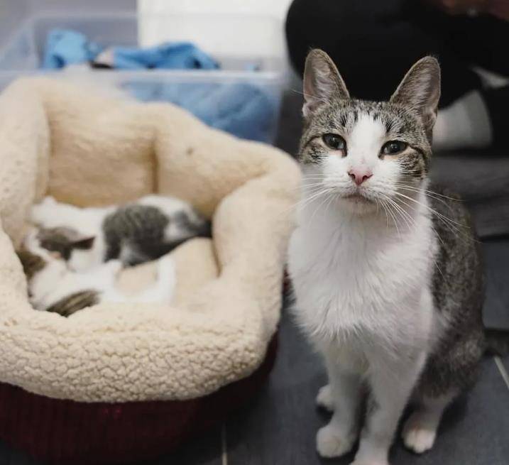 流浪猫偷偷在车库生小猫,却被车主意外发现,被收养后变得很温柔