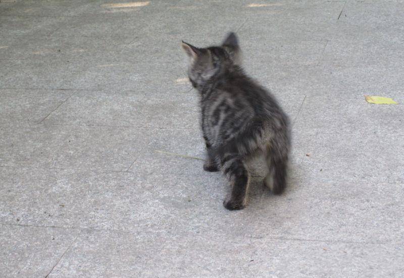 流浪的小狸花猫你去哪里了