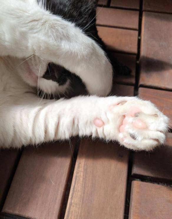 猫肉垫圆润软萌让人上瘾国外铲屎官晒起主子萌爪