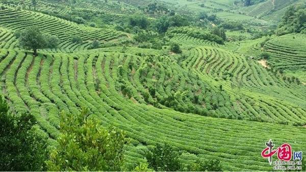 打造"中国广南"抹茶名片 发展云南茶叶新业态_石山农场