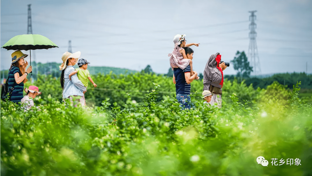 请柬茉莉花已开盼君踏香来