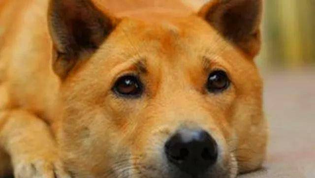 请珍惜我们身边的中华田园犬,别让它成为我们的历史!