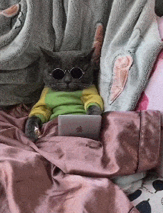 英短蓝猫看到主人的