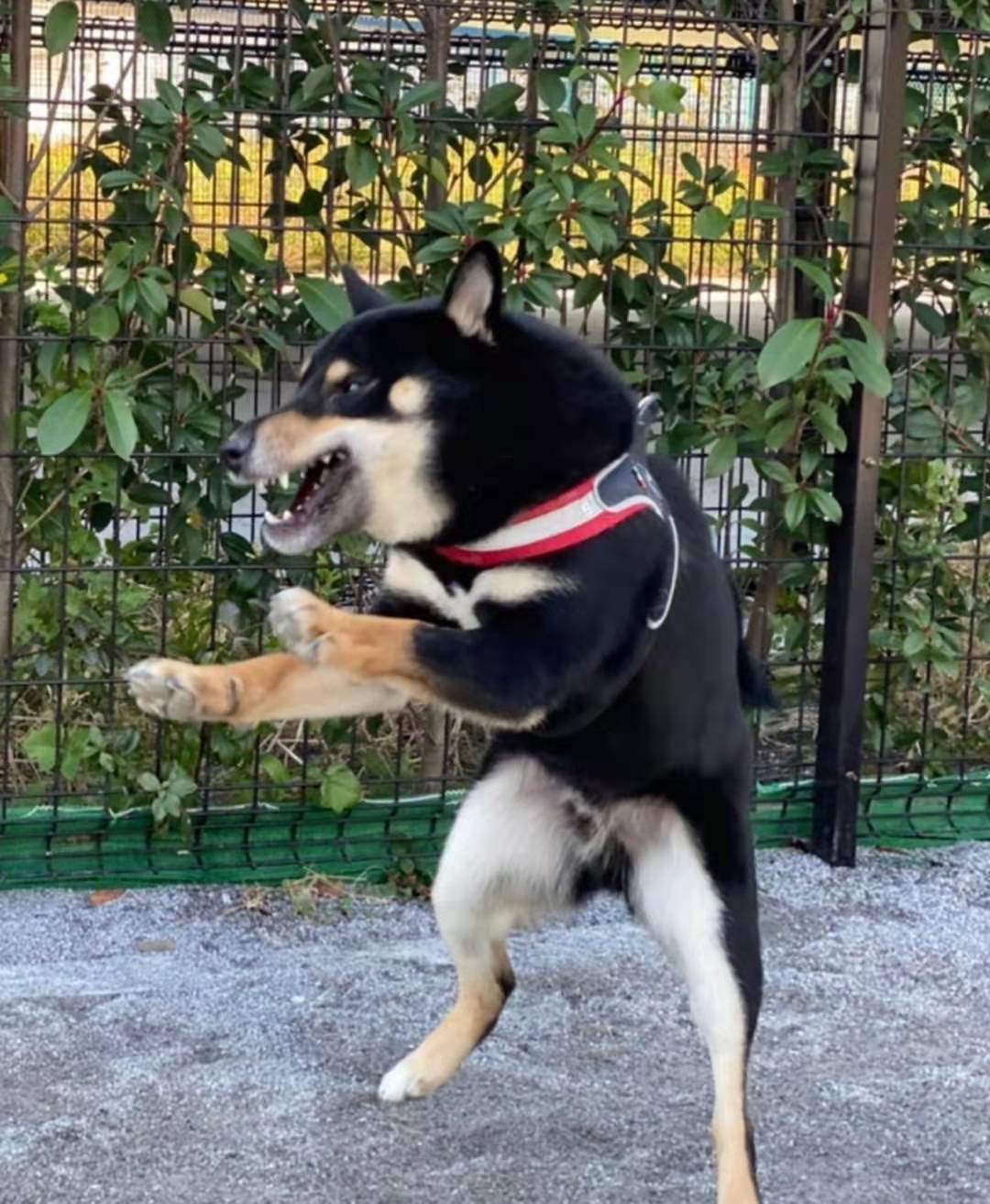 柴犬一只多少钱几个月大的比较好上手