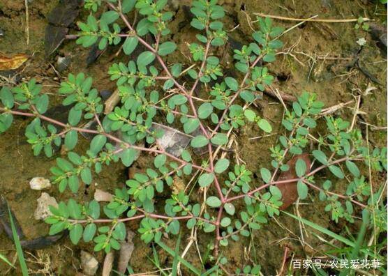 1种野草,人称血筋草,可通乳,治血崩,全身都是宝