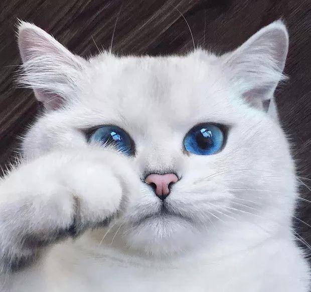 国外网友评选全世界最美的猫咪!