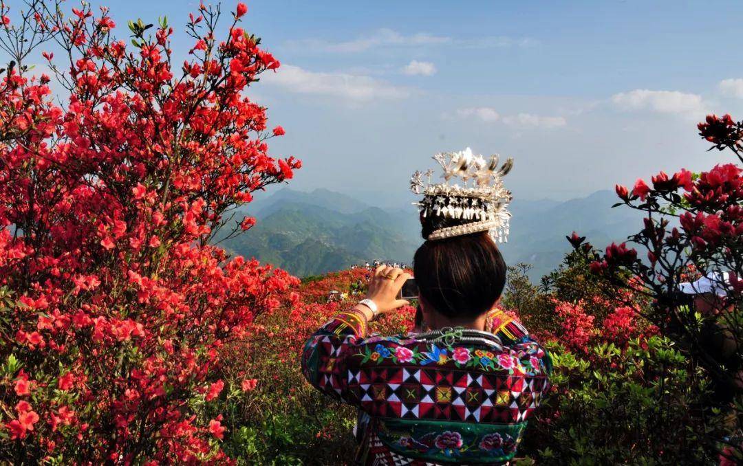 原来是丹寨杜鹃花节到啦!