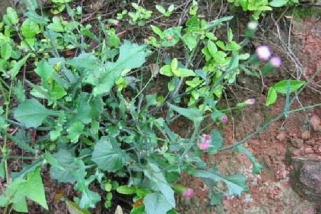 原创农村1种可食用野菜,曾被人哄抢,如今再被发掘出新价值,能治病