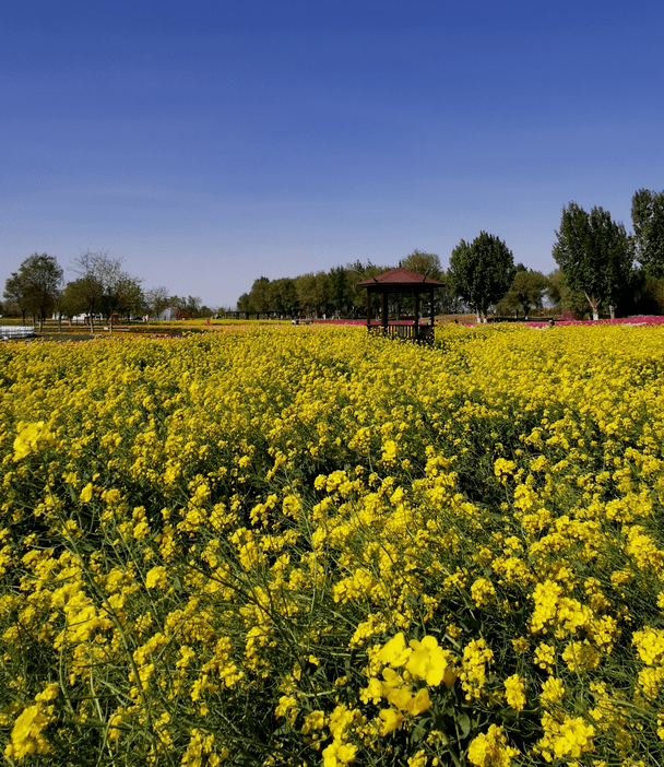 地址:北京市丰台区永定河堤农场路9号周村油菜花田在平谷大兴庄镇周村