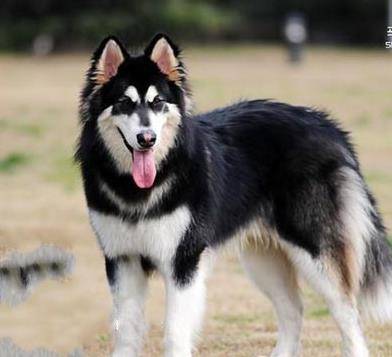 阿拉斯加雪橇犬价格阿拉斯加犬多少钱