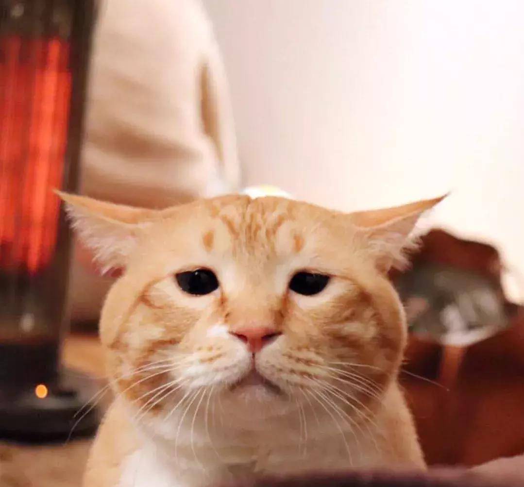 日本这只天然丧的大橘猫,总是满脸写着委屈!