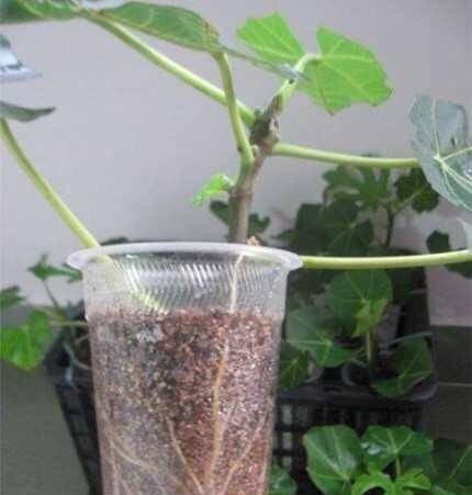 一段枝条,一个花盆,种阳台一棵无花果,一下结几十个