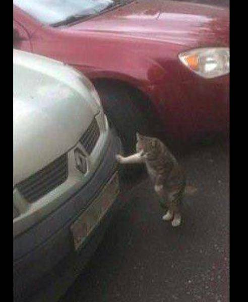 网友去开车,结果却看见只猫咪正堵在车头,这姿势好像修车工呀!