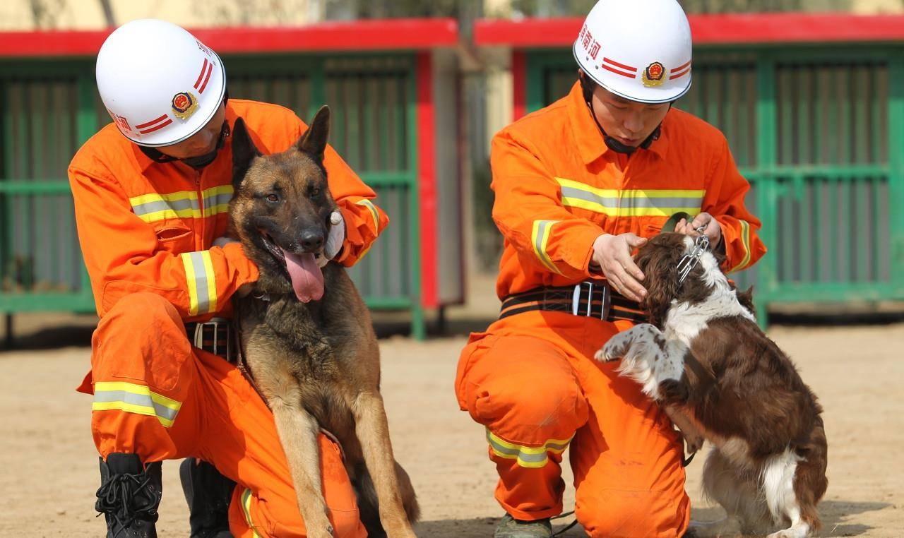 那些地震中的搜救犬,火灾中的消防犬,盲人的导盲犬,孤独症康复中心的