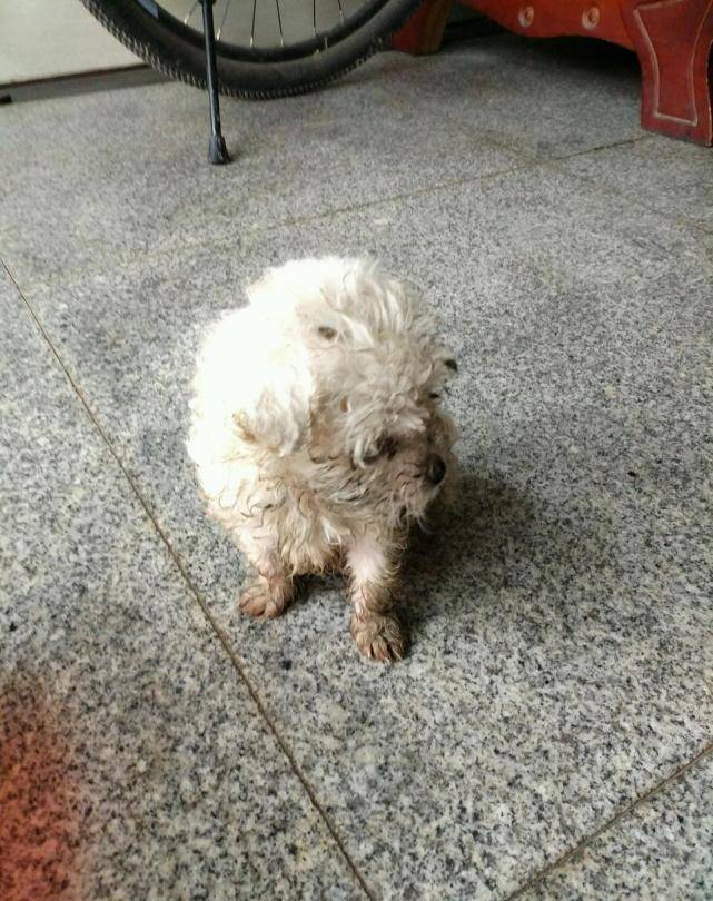 路过小区楼下垃圾堆的时候,看到有条脏兮兮的狗狗在那里翻着垃圾堆