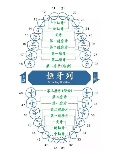 在拔牙病例当中,大部分病例会选择拔除上下左右(四个象限)各1颗双尖牙