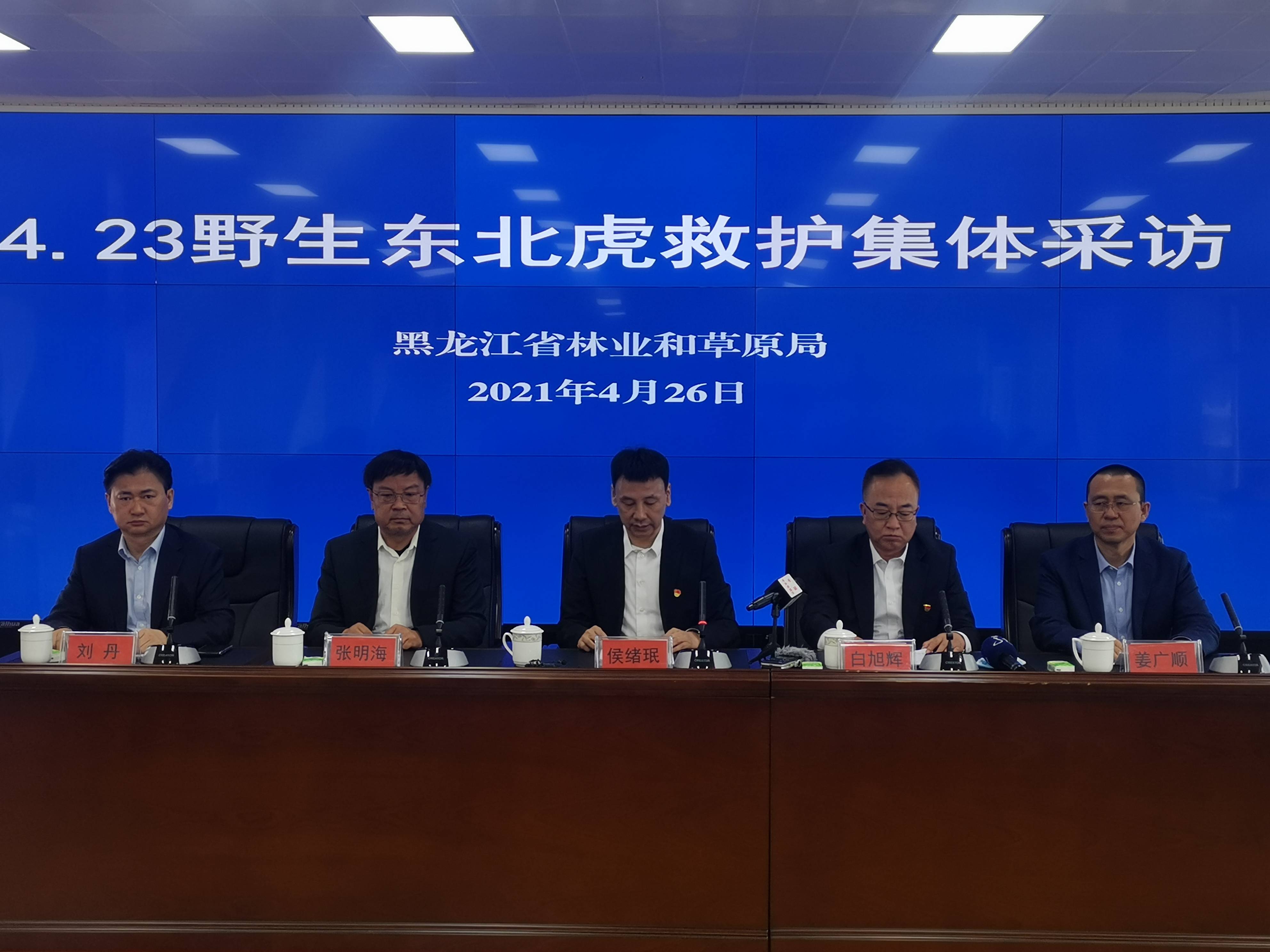 我国首次成功救护野生东北虎,来听听专家详解"完达山1