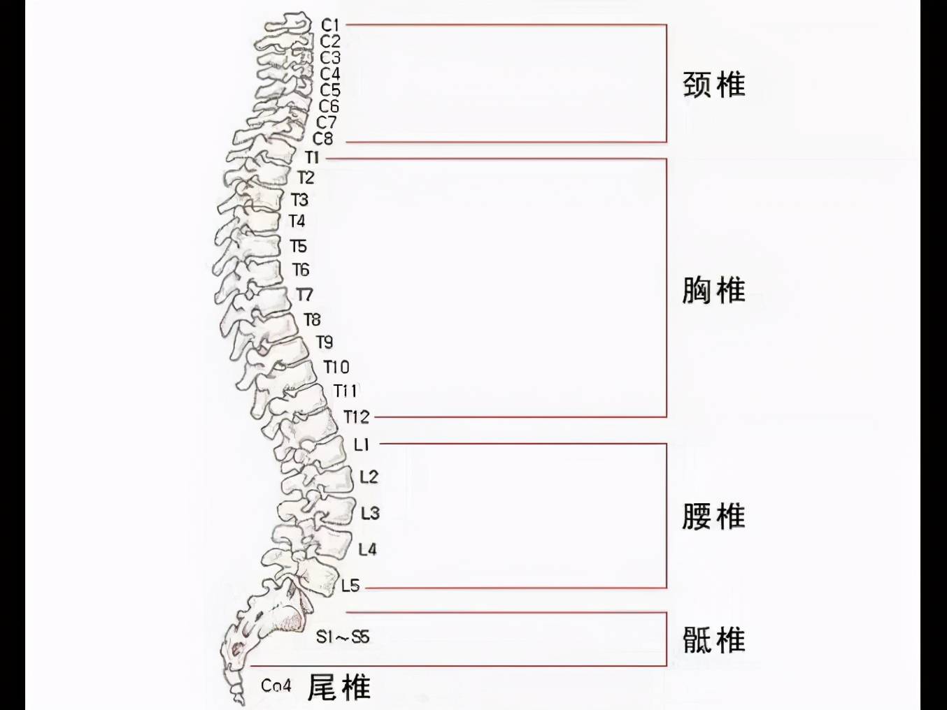 人体的脊柱由7块颈椎,12块胸椎,5块腰椎,5块骶椎和4块尾椎构成,各个