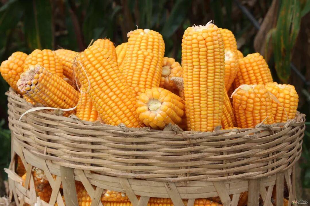 4月29日,玉米告急!