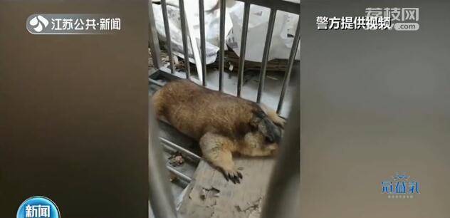 地下室来了只小可爱有点像狗猫尾巴兔子头专家离它远点