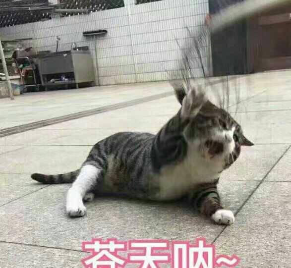 呆萌猫狗表情包,不来别后悔哦!