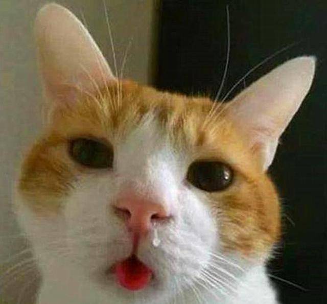 猫咪不停打喷嚏受寒只是原因之一猫病毒性鼻气管炎也在作祟