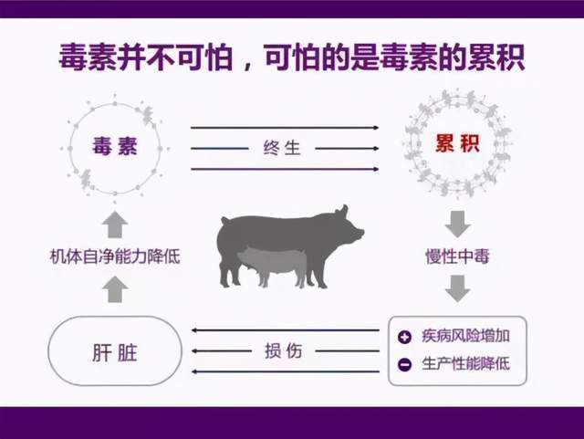 危害猪场的中毒因素无外有三:即霉菌毒素,血液