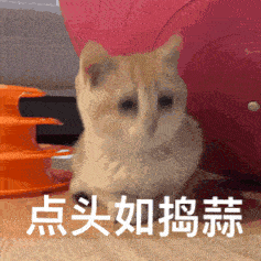 原创我家猫放的屁臭到爆炸,我放的屁却又轻又寡淡,感觉很没面子怎么办
