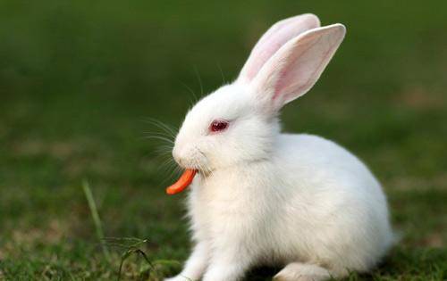 原创世界上最大的兔子:抓住一只可以给猞猁吃3天,活下来全靠运气