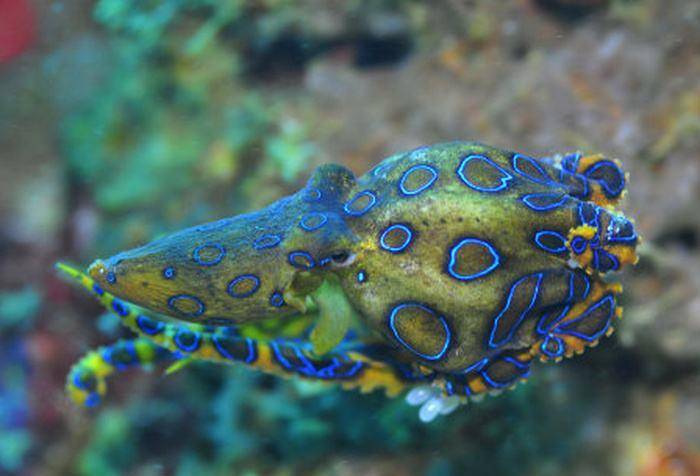 世界上最毒的3种动物,蓝环章鱼榜上有名,碰见最好绕着