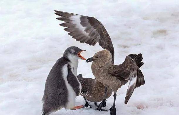 南极一小企鹅被两贼鸥围捕结果很意外竟被小企鹅成功逃跑