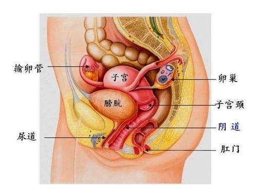 女性们都知道,每月一次的月经,是子宫内膜碎片的剥落,其间,身体毒素也