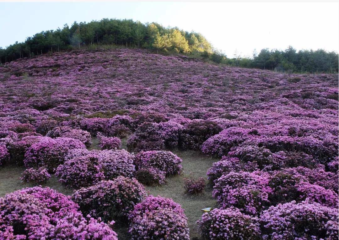 马鹿塘野生杜鹃花海(图片源于网络)