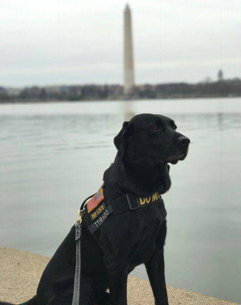 原创美国缉毒犬退役同事给它准备了一个惊喜狗狗开心得从镜头消失